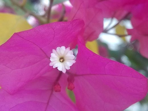 我也玩手机微距