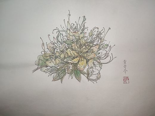 金丝桃钢笔淡彩