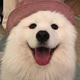 一只柴玖的头像