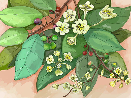 植物油·包装插画