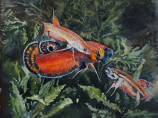 鱼类鸟类水彩练习