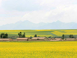 門源萬畝油菜花海 2010年（個人主頁-ZODIzMTky） - 風(fēng)光攝影 - 站酷設(shè)計師chinablp原創(chuàng)素材 - 站酷ZCOOL