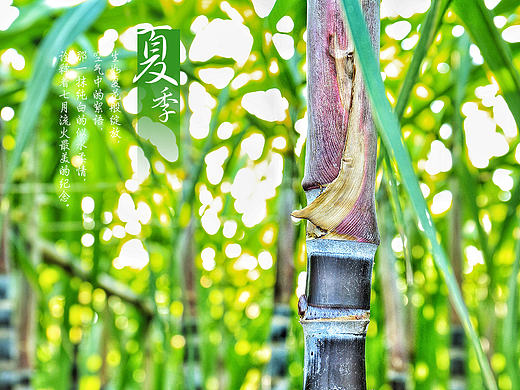 自由摄影/高清大图/夏天/田野/摄影/景色/风光
