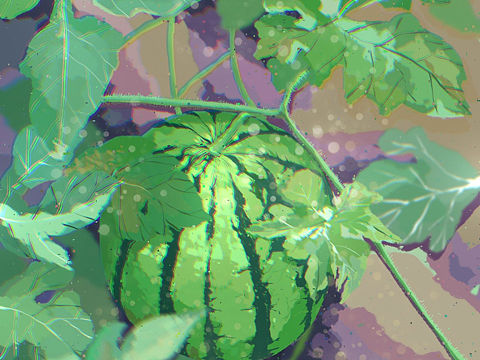 夏天来个西瓜🍉