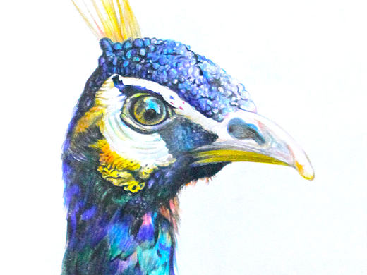 《蓝孔雀》