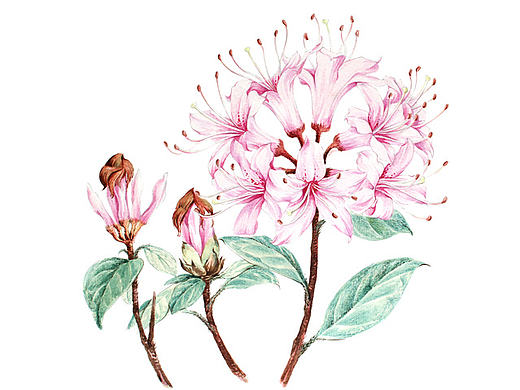 杜鹃花系列——广西杜鹃