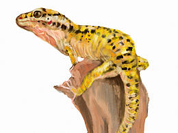 應(yīng)該是壁虎