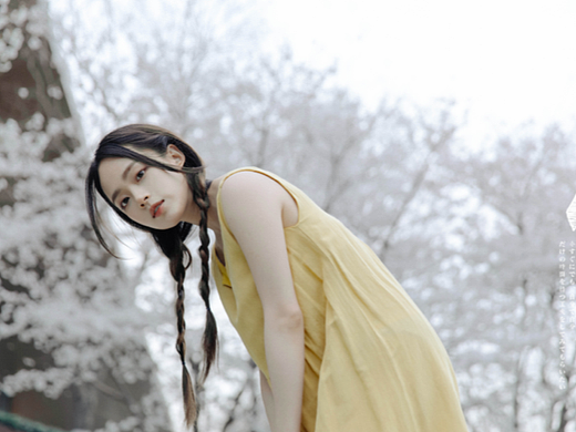 樱花/九麻