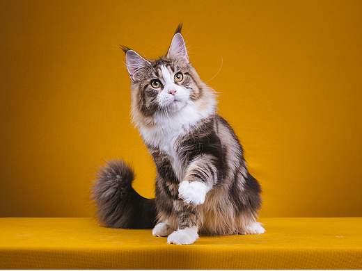 缅因库恩猫证件照