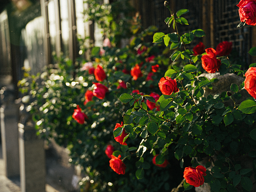 近期摄影练习总结