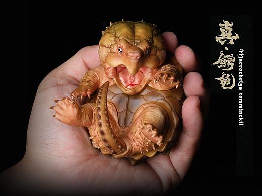 2023鳄龟系列--真鳄龟（个人主页-ZNjcwNTU1NTI=） - 手办/模玩 - 站酷设计师胡狼原创素材 - 站酷ZCOOL