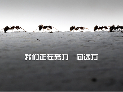 一些杂七杂八的单页设计