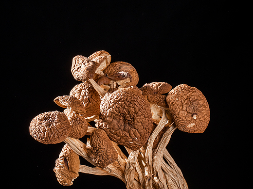 电商产品摄影/详情页制作/主图制作