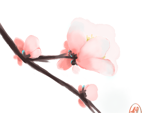 水彩练习-花