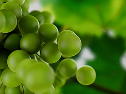 葡萄