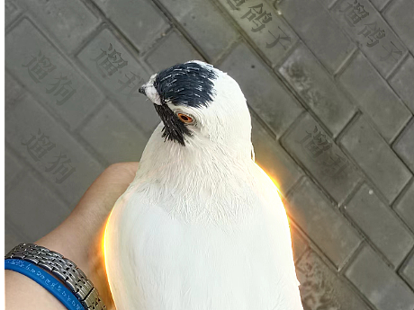 和平相處（個人主頁-ZNjE0OTAyMTY=） - 寵物攝影 - 站酷設計師正能量設計師原創(chuàng)素材 - 站酷ZCOOL