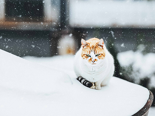 巷子里的猫很自由 但却没有归宿