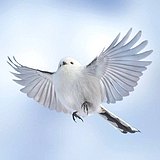 七猫茶的头像