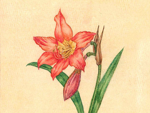 花点时间 花插画