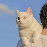深海梦游的头像