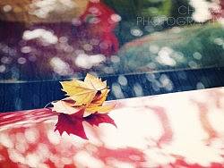 四年大学路 淡淡似风吹