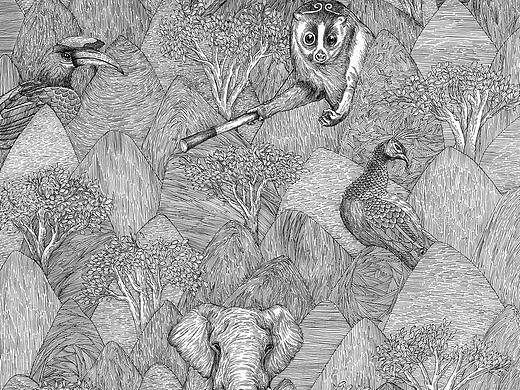 雨林古树茶品牌包装插画