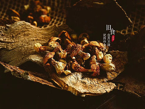 今日份拍摄——姬松茸