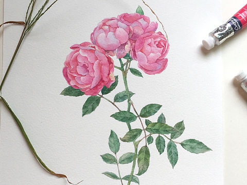 原创水彩画 水彩花卉 蔷薇