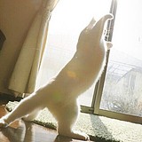 失魂的小白的头像