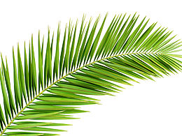 棕榈叶素材