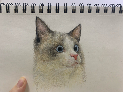 猫咪