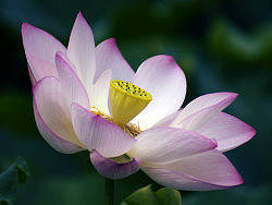 夏日荷花（個人主頁-ZODYzOTU2） - 風(fēng)光攝影 - 站酷設(shè)計師gejian2011原創(chuàng)素材 - 站酷ZCOOL