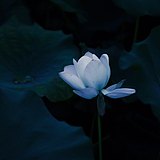 浅单单的头像