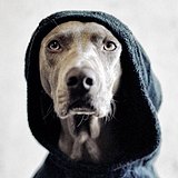 IGnoreX的头像