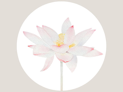 莲