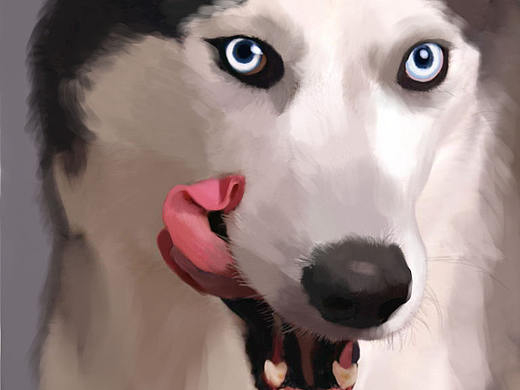 哈士奇（个人主页-ZMTc1ODUxNzY=） - 创作习作 - 站酷设计师KNIGHT_TANG原创素材 - 站酷ZCOOL