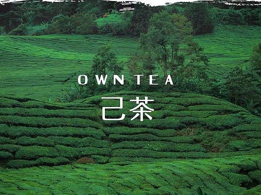 蜥奎设计∴己茶