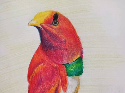 漂亮的小鸟（个人主页-ZNTAyNjUwNzI=） - 创作习作 - 站酷设计师时尚的熊原创素材 - 站酷ZCOOL