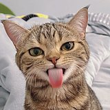 惠子手的头像