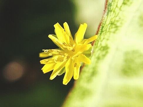 植 物 Ⅱ