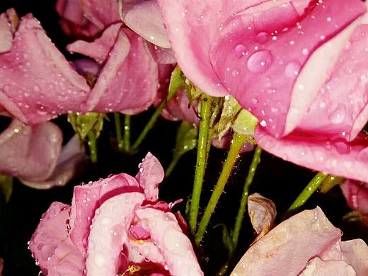 活色生香系列-1