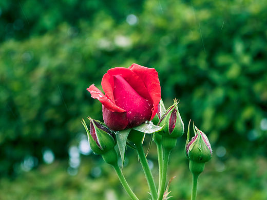 雨中月季花开