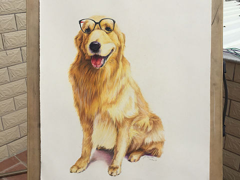 金毛寻回犬