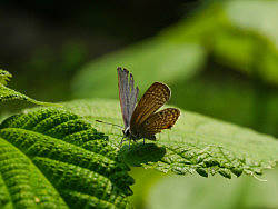 仲夏花蝶（个人主页-ZMjM5NTE4OA==） - 风光摄影 - 站酷设计师菁菁kong原创素材 - 站酷ZCOOL