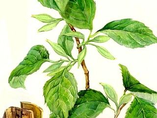 植物系列