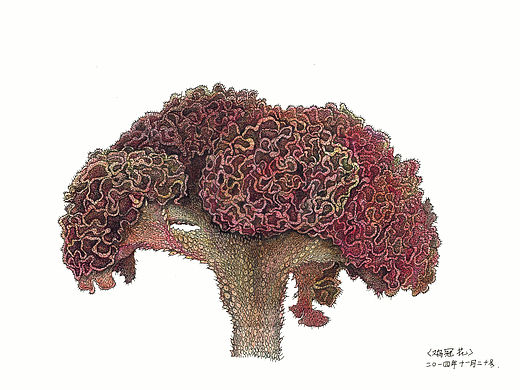 《鸡冠花》（个人主页-ZMTU2ODY4ODg=） - 绘画 - 站酷设计师欧文佐贝伊德原创素材 - 站酷ZCOOL