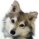 狼悖的头像