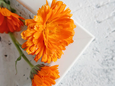 花的形态（个人主页-ZNDI4MzcyMjg=） - 产品摄影 - 站酷设计师艾满满原创素材 - 站酷ZCOOL