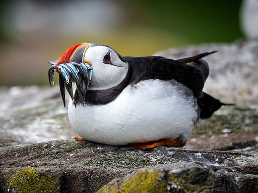 Puffin,Puffin!