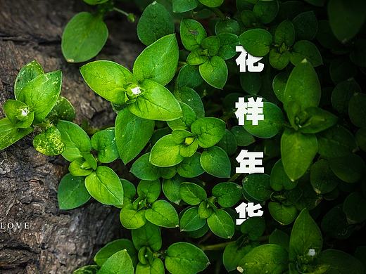 用普通字体排版